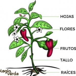 PARTES DE LA PLANTA