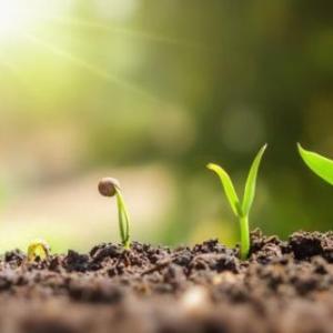 ¿QUÉ NECESITA UNA PLANTA?