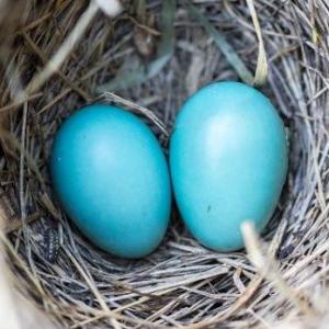 Algunos animales y sus huevos