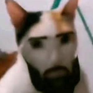 The Rock and Cat GIGA CHAD THE GAME