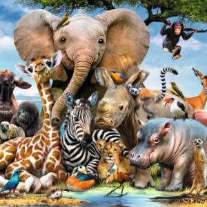 How much you know about animals?