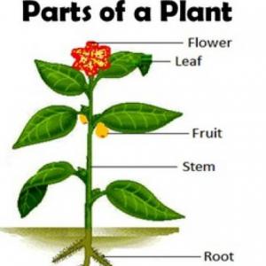 Parts of a plant