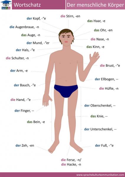 Portada del juego PARTES DEL CUERPO (COLGADO) – Idiomas