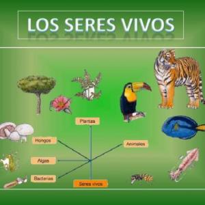Clasificamos a los seres vivos en grupos (Reinos)
