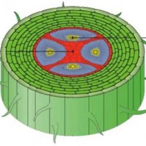 Origen y diferenciación del xilema