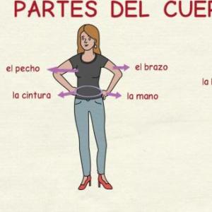 PARTES DE CUERPO HUMANO