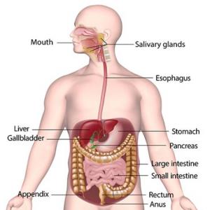 Digestive system