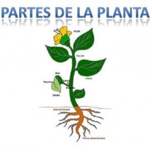 LA PLANTA Y SUS PARTES