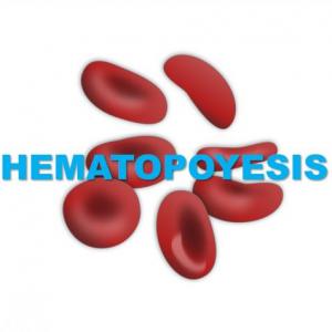 Imagen de portada del videojuego educativo: Hematopoyesis, de la temática Salud