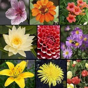 Plantas y Flores de exterior