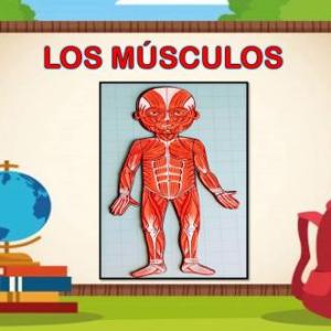 Los Músculos y sus Funciones.