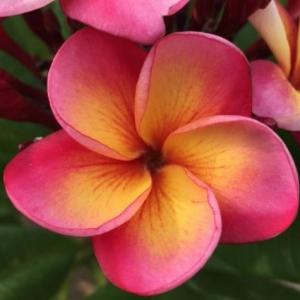 Flores Hermosas