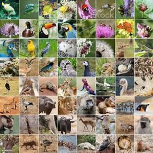 JUEGO DE LA OCA DE DERECHOS DE LOS ANIMALES II