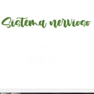Sistema nervioso