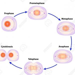 Mitosis