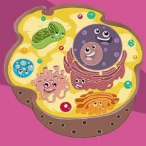 Virus, Bacterias y Celulas