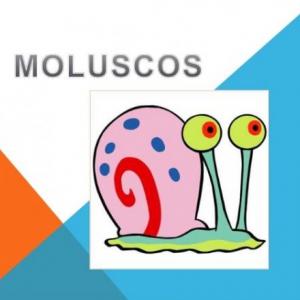 Animales Invertebrados Moluscos