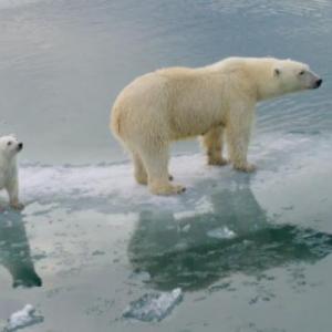Most polar bears to disppear by 2100, study predicts.