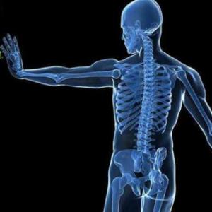 El cuerpo humano
