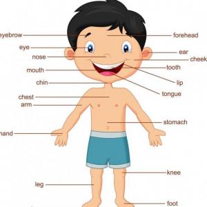 Partes del cuerpo