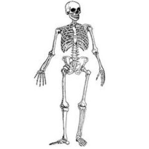 EL ESQUELETO HUMANO