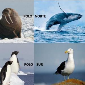 Animales del polo antártico y ártico
