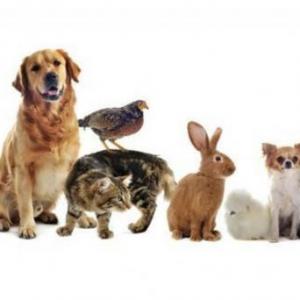 LOS ANIMALES- NUESTROS PRIMEROS PASOS