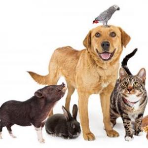 Los animales