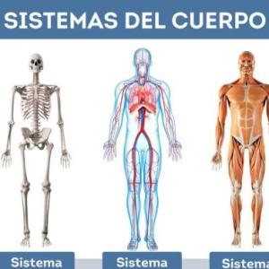 Sistemas del cuerpo humano