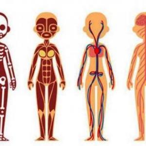 EL CUERPO HUMANO Y SUS SISTEMAS