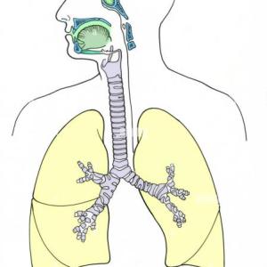 Sistema Respitaratorio
