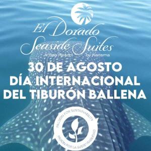 Imagen de portada del videojuego educativo: Tiburón Ballena, de la temática Medio ambiente