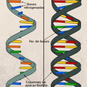 Ácidos nucleicos