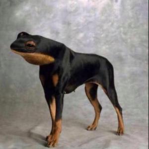 Duchazo de animales