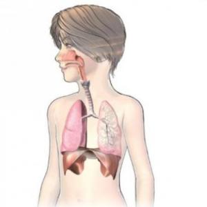 Imagen de portada del videojuego educativo: L'aparell respiratori, de la temática Biología