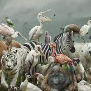Animales