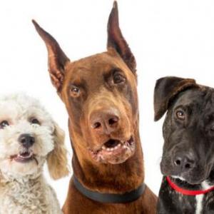 Imagen de portada del videojuego educativo: Sistema respiratorio del canino , de la temática Salud