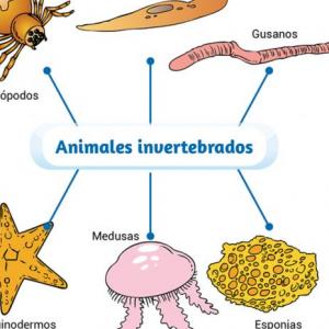 OCA ANIMALES INVERTEBRADOS