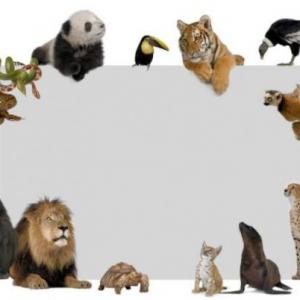 ANIMALES NACIMIENTO Y ALIMENTACIÓN