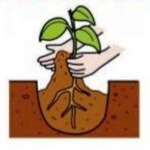 EL CICLO DE VIDA DE UNA PLANTA