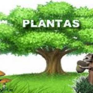 Biología: Las Plantas.