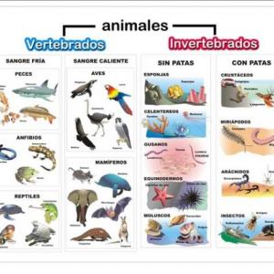 Imagen de portada del videojuego educativo: EL AHORCADO/ REINO ANIMAL/ANIMALES VERTEBRADOS E INVERTEBRADOS, de la temática Ciencias