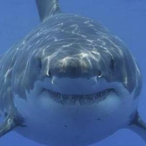 Imagen de portada del videojuego educativo: Tiburones, de la temática Biología