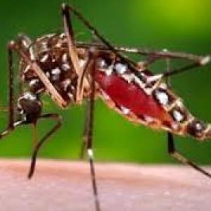 CONOCE UN POCO DEL VIRUS CHIKUNGUÑA