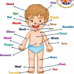 parts of the body