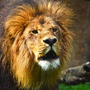 animales y otros