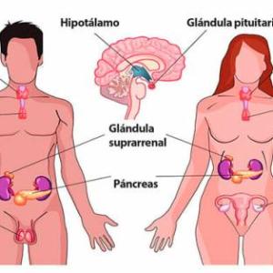 Sistema Endocrino