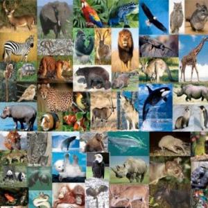 ANIMALES EN VÌA DE EXTINCIÒN