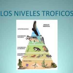 LOS NIVELES TRÓFICOS