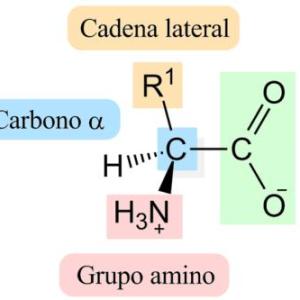 AMINOACIDOS